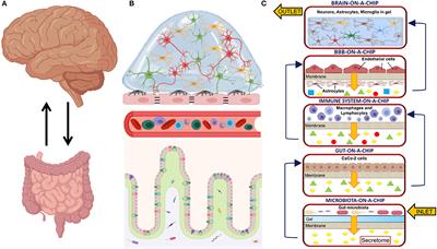 Organ-On-A-Chip in vitro Models of the Brain and the Blood-Brain Barrier and Their Value to Study the Microbiota-Gut-Brain Axis in Neurodegeneration